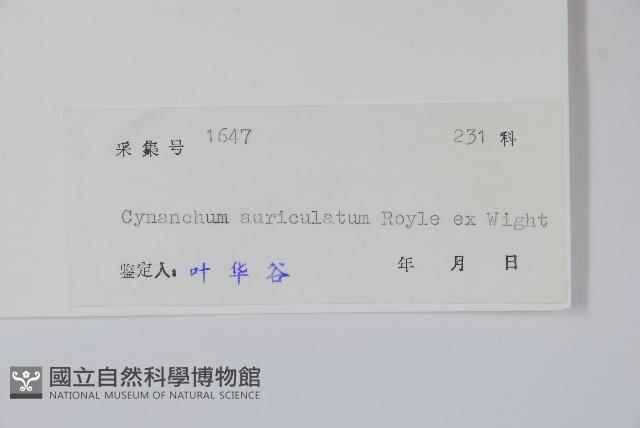 牛皮消藏品圖，第2張