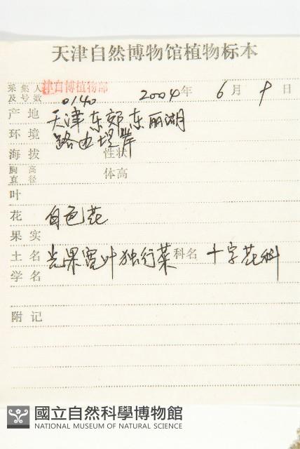 光果寬葉獨行菜藏品圖，第2張