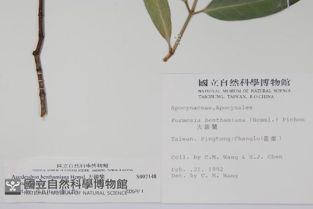 大錦蘭藏品圖，第2張