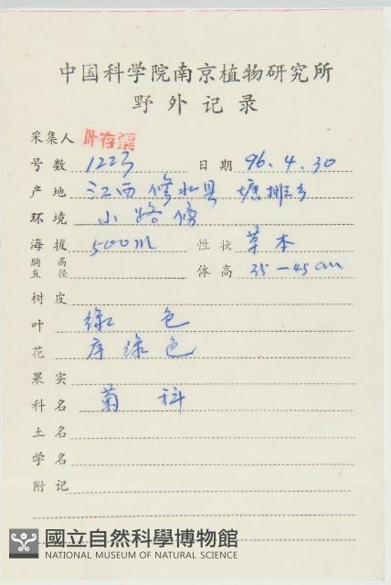 黃鵪菜藏品圖，第2張