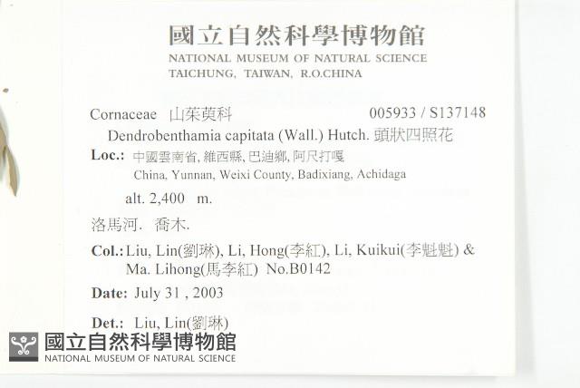 頭狀四照花藏品圖，第2張