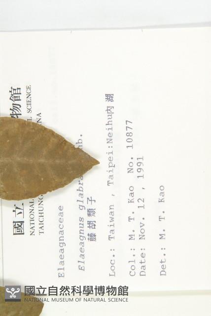 鄧氏胡頹子藏品圖，第2張