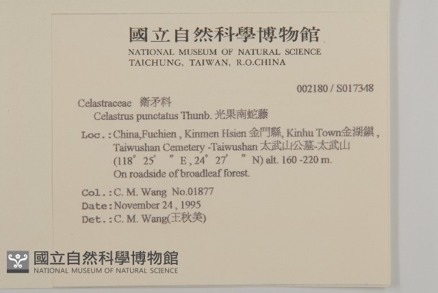 光果南蛇藤藏品圖，第2張