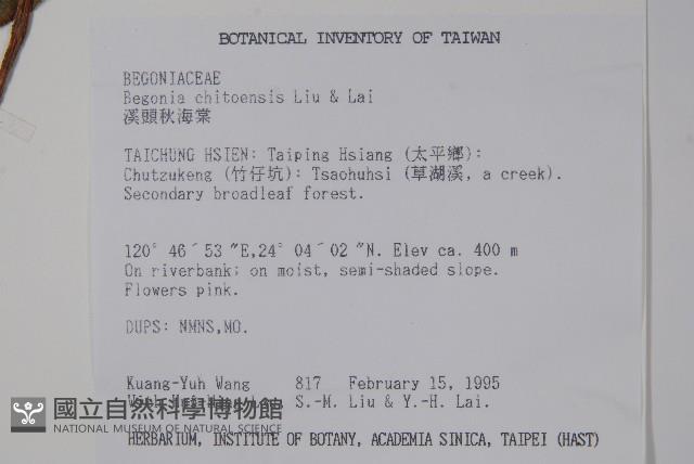 溪頭秋海棠藏品圖，第2張