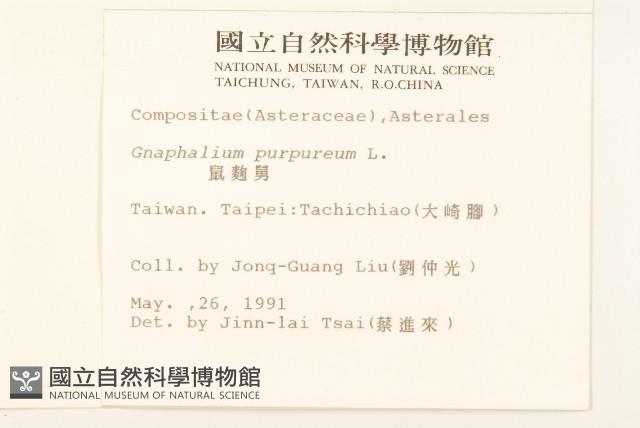 鼠麴舅藏品圖，第2張