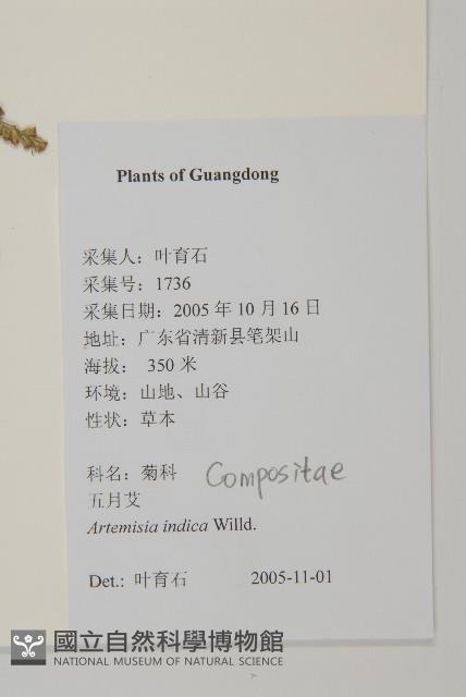 艾、五月艾藏品圖，第2張