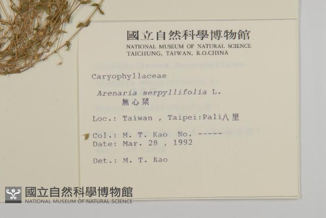 無心菜、鵝不食草藏品圖，第2張