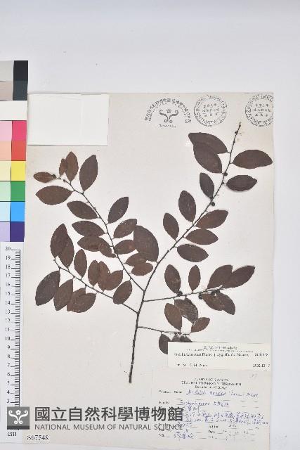 土密樹藏品圖，第1張