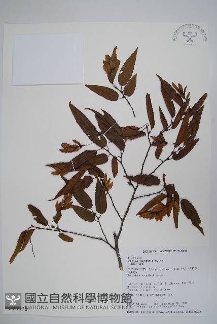 阿里山千金榆藏品圖，第1張