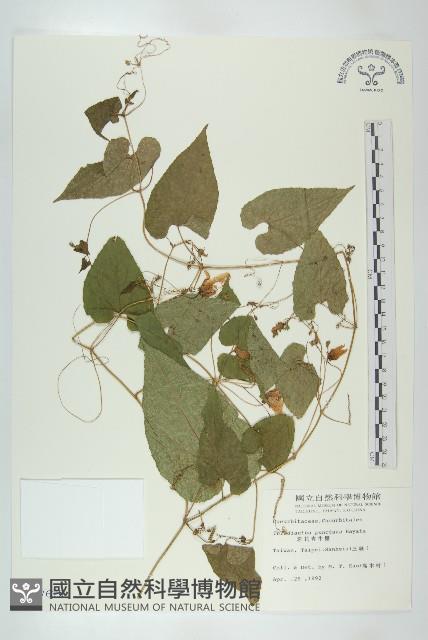 斑花青牛膽藏品圖，第1張