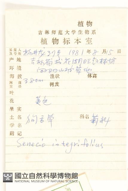 狗舌草藏品圖，第2張