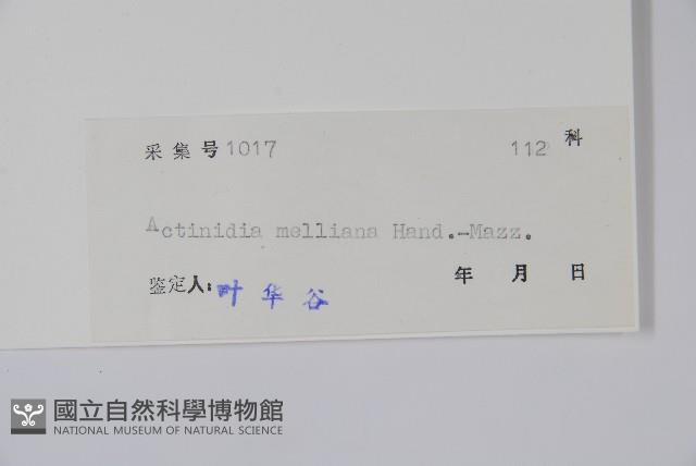 美麗獼猴桃藏品圖，第2張