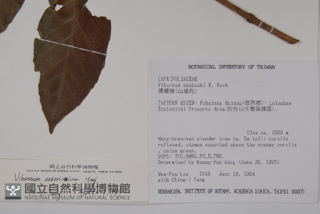 著生珊瑚樹藏品圖，第2張