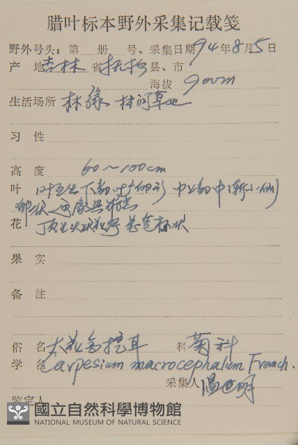 大花金挖耳藏品圖，第2張