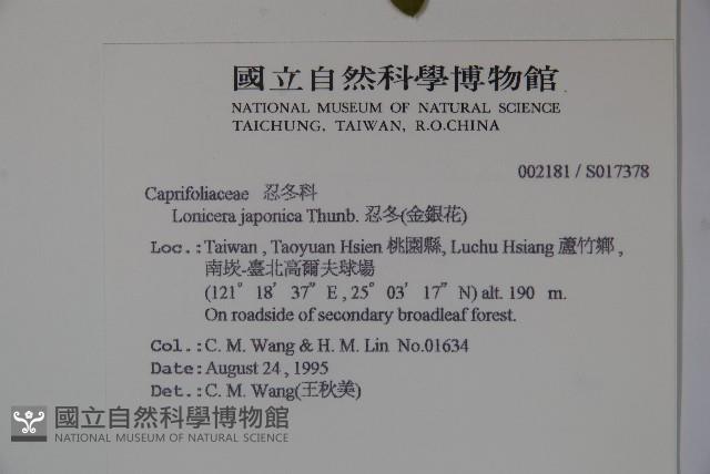 忍冬、金銀花藏品圖，第2張