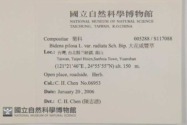 大花咸豐草藏品圖，第2張