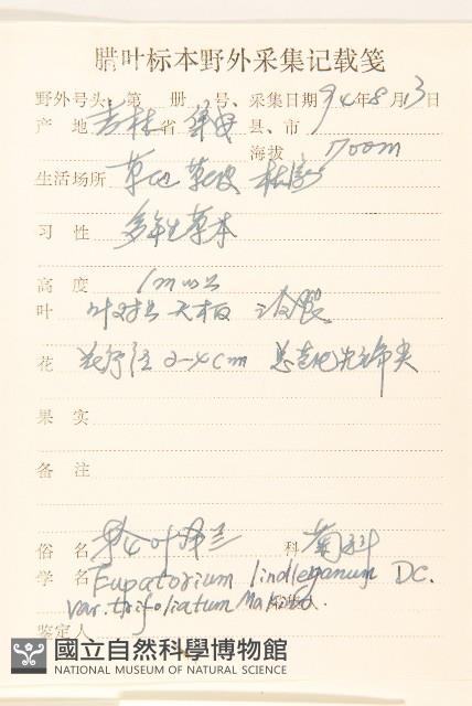 輪葉澤蘭藏品圖，第2張