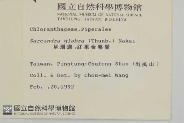 草珊瑚、紅果金粟蘭藏品圖，第2張