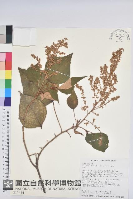 白匏子藏品圖，第1張