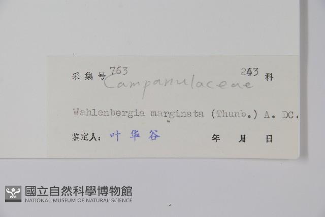 細葉蘭花參藏品圖，第2張