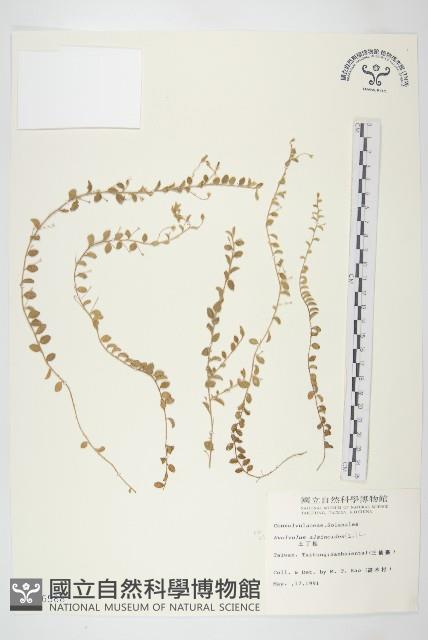 土丁桂藏品圖，第1張