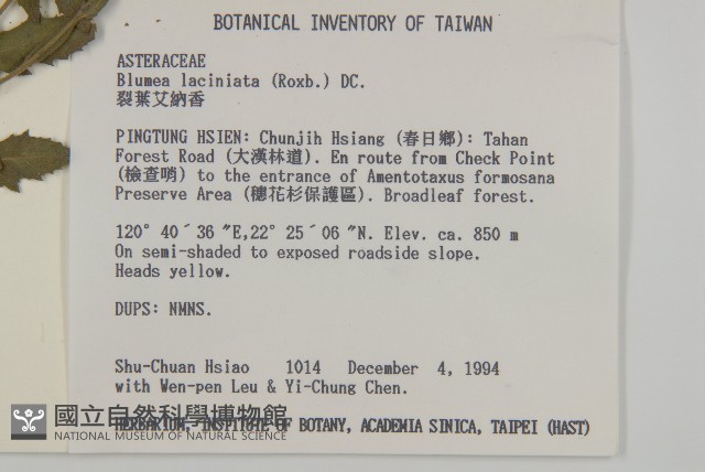裂葉艾納香藏品圖，第2張