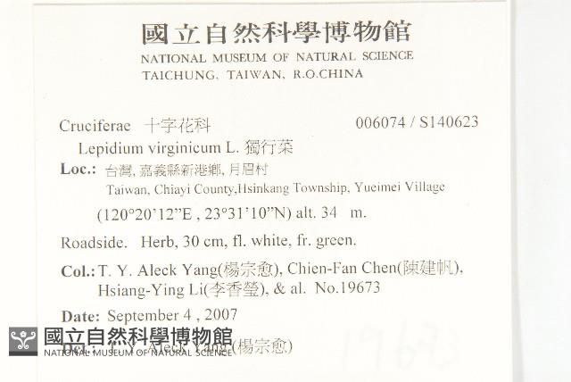 獨行菜藏品圖，第2張