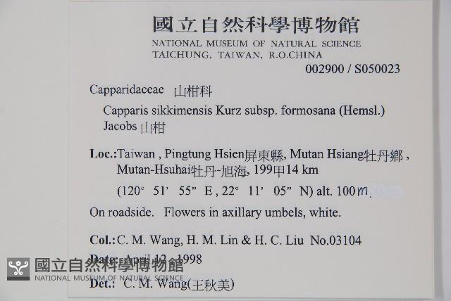 山柑、臺灣山柑藏品圖，第2張