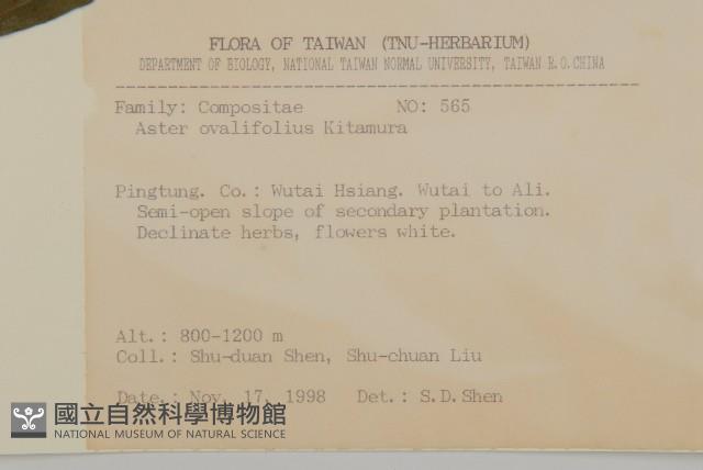 臺灣紺菊藏品圖，第2張