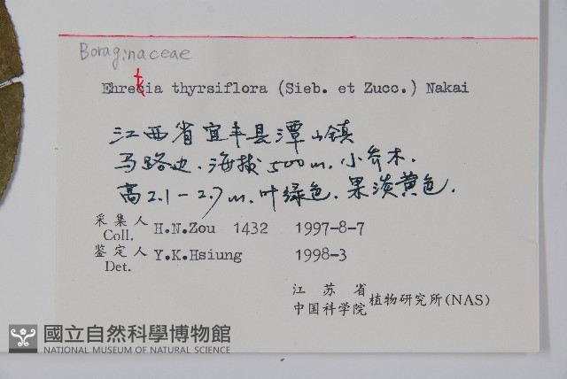 厚殼樹藏品圖，第2張