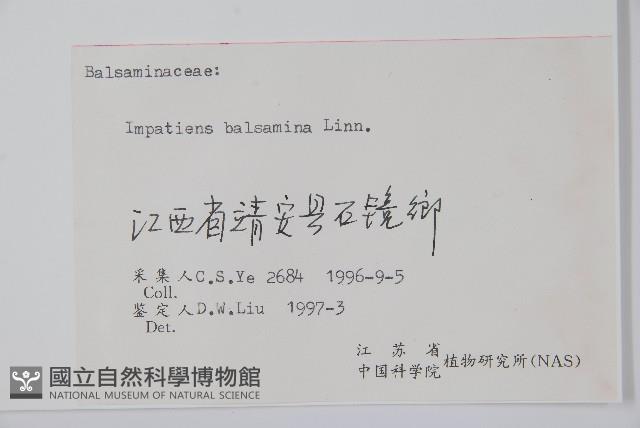 鳳仙花藏品圖，第2張