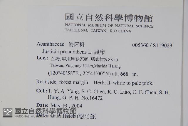 爵床藏品圖，第2張