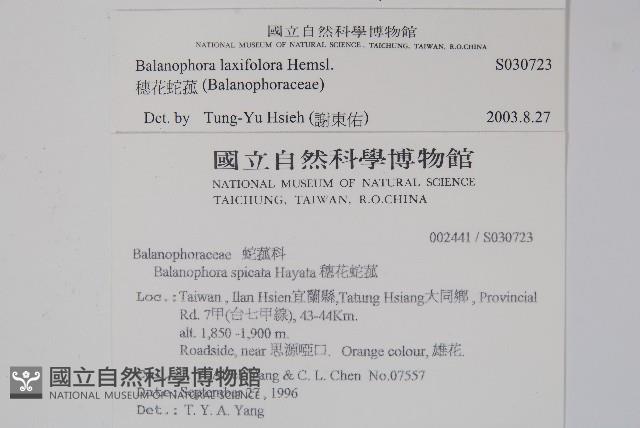 穗花蛇菰藏品圖，第2張