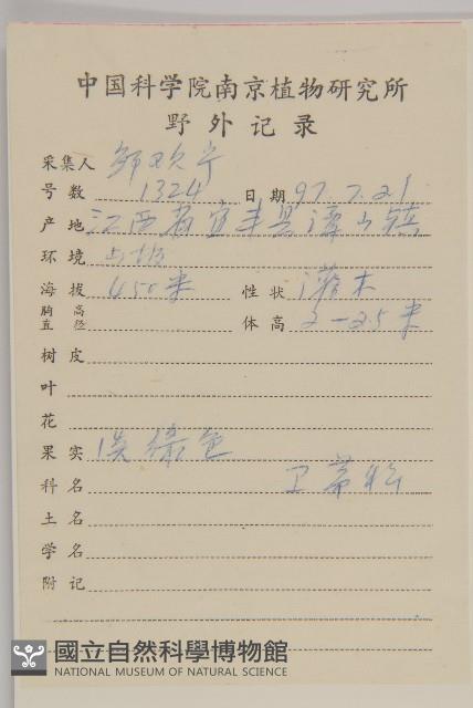 厚葉衛矛, 源一木藏品圖，第2張