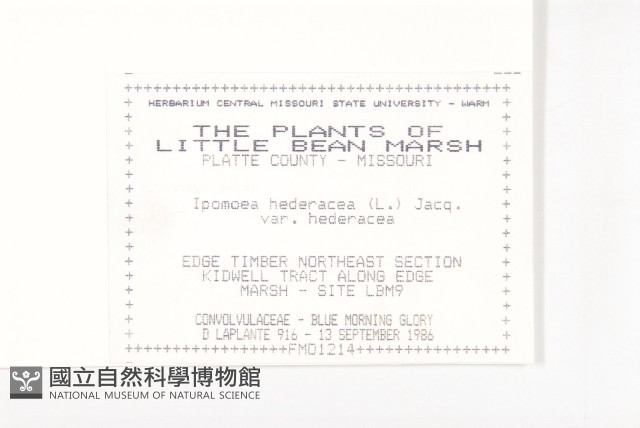 碗仔花藏品圖，第2張