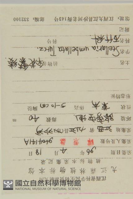 傘花繁縷藏品圖，第2張