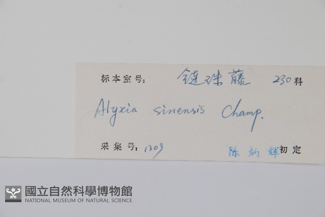 中國念珠藤藏品圖，第2張