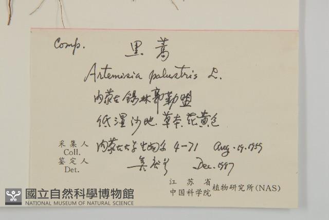 黑蒿藏品圖，第2張