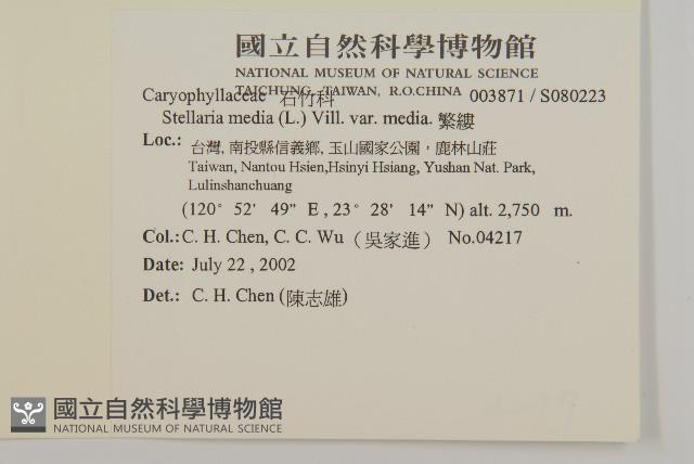 繁縷藏品圖，第2張