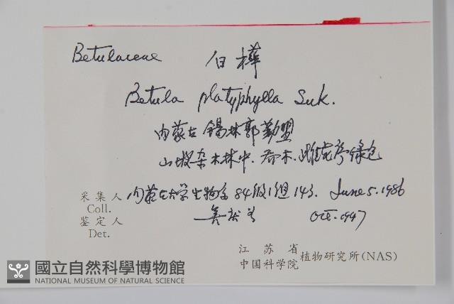 白樺、粉樺、臭樺藏品圖，第2張