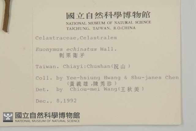 刺果衛矛藏品圖，第2張