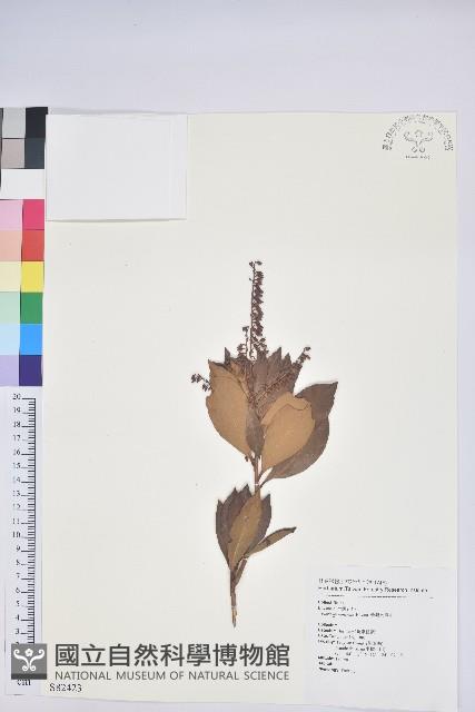 臺灣馬醉木藏品圖，第1張