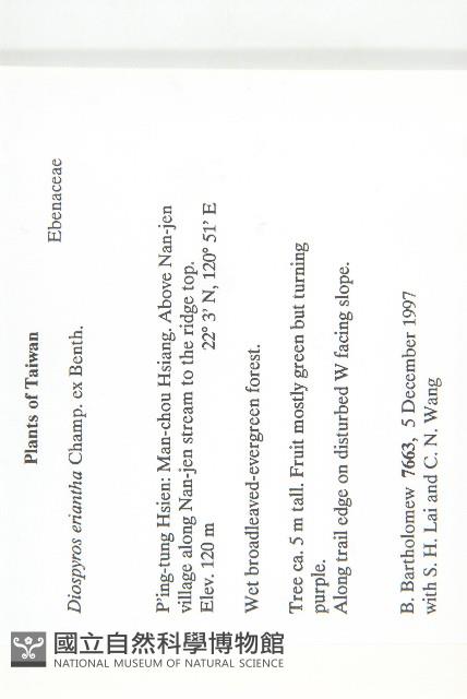 軟毛柿藏品圖，第2張