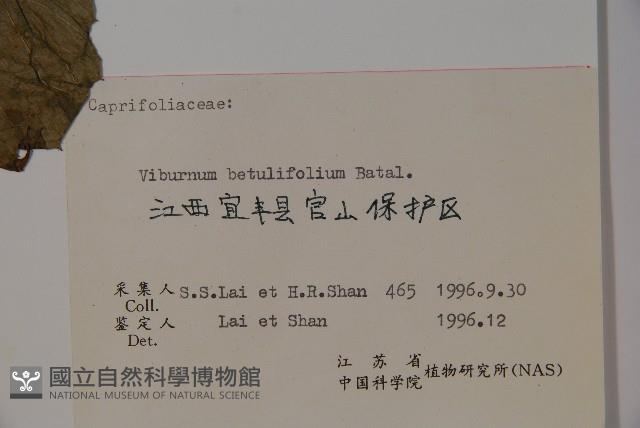 樺葉莢迷、玉山莢迷藏品圖，第2張