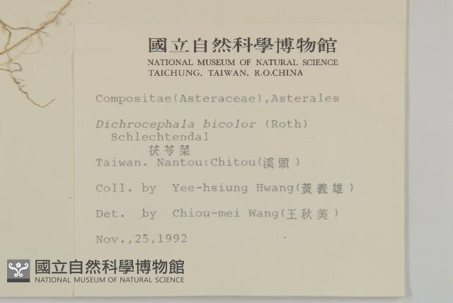 茯苓菜藏品圖，第2張