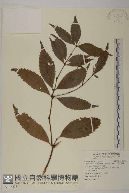 草珊瑚、紅果金粟蘭藏品圖，第1張