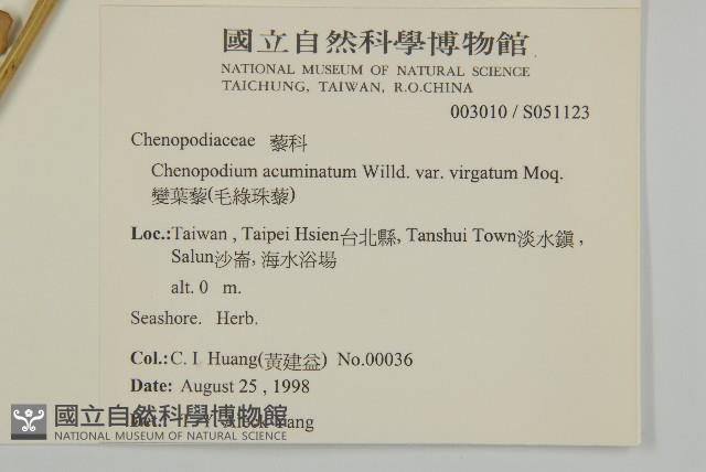 變葉藜、毛綠珠藜藏品圖，第2張