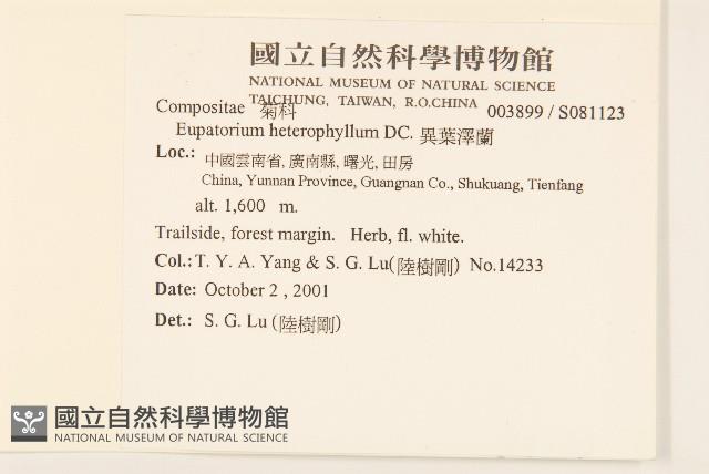 異葉澤蘭藏品圖，第2張