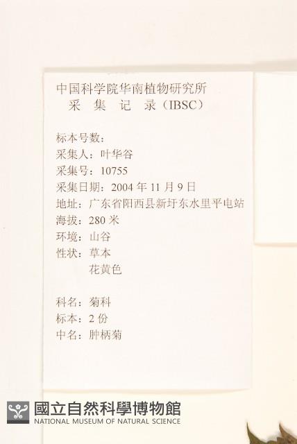 王爺葵、五瓜金英藏品圖，第2張