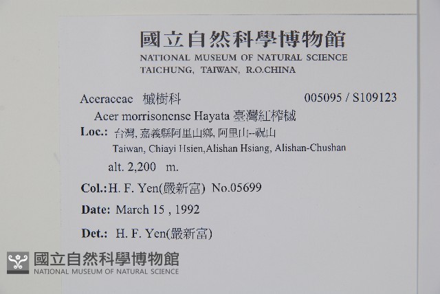 臺灣紅榨槭藏品圖，第2張